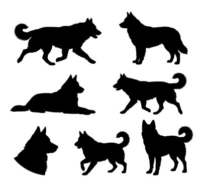 Black and white vector silhouette set of Aidi dog