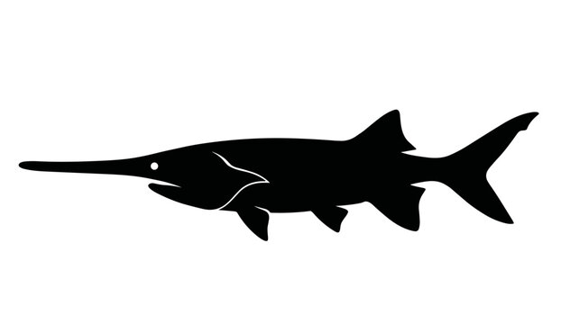 Back and white vector silhouette of American Paddlefish