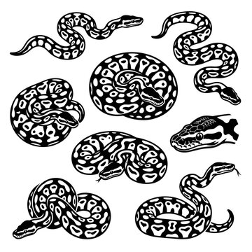 Back and white vector silhouette set of xanthic Ball Python.