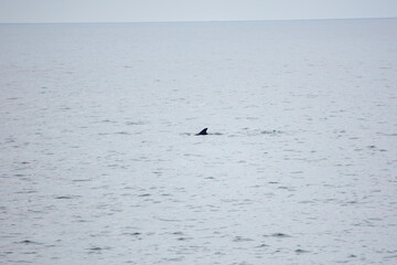 Naklejka premium Dolphin swimming alone in wide, serene ocean waters under open sky