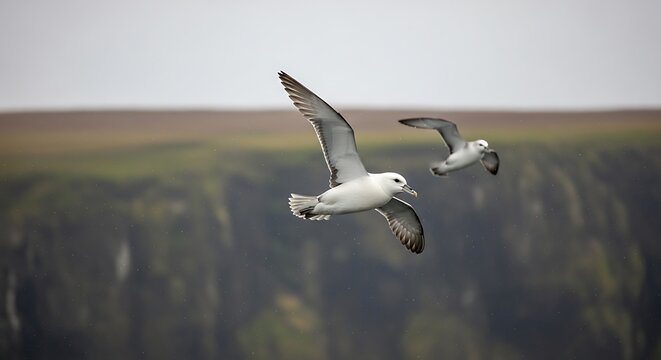 Northern fulmar soaring over coastal cliffs