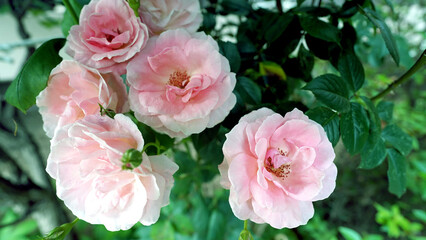 Fototapeta premium Beautiful Bonica 82 Floribunda Roses with Fresh Green Leaves