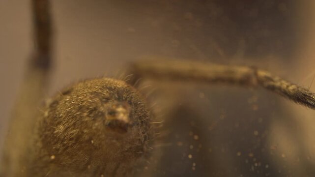 Detailed Arthropod Limb Movement and Body Rotation