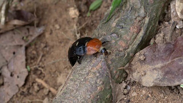 Glowing Trilobite Beetle Larva Crawling on Forest Floor