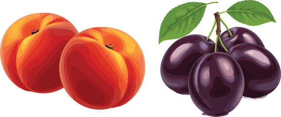 Realistic peach and plum vector illustration with fresh ripe fruits, glossy texture, and green leaves isolated on white background