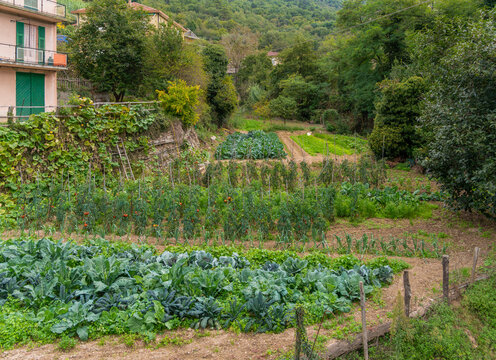Allotment garden