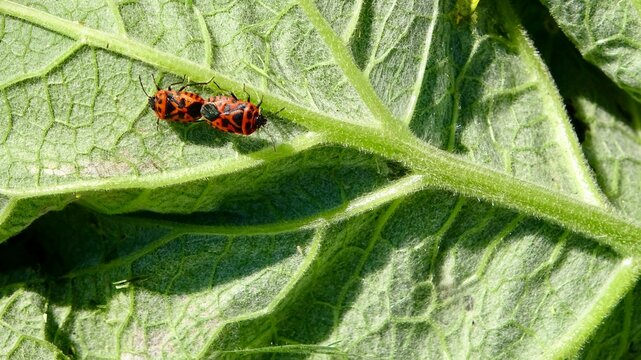 A soldier bug on a leaf, close-up
