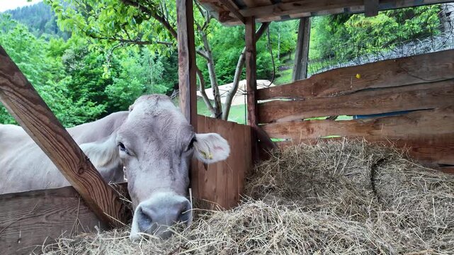 mucca fieno 