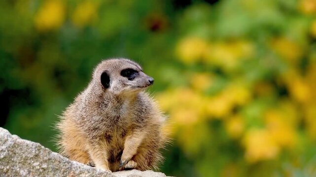 meerkat on the lookout