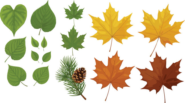 Collection of green autumn maple and pine leaves with pinecone isolated vector illustration for seasonal nature design