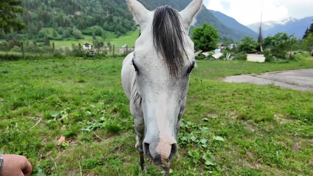 cavallo arabo pascolo 