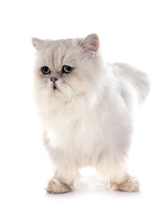 Fototapeta premium white persian cat