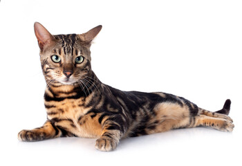 bengal cat © cynoclub