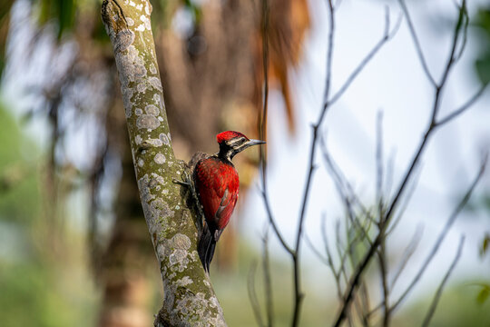 This image captures a vibrant red-backed woodpecker perched vertically on a lichen-covered tree trunk, showcasing its deep crimson back, striking black-and-white facial stripes.