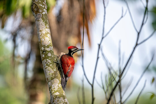 This image captures a vibrant red-backed woodpecker perched vertically on a lichen-covered tree trunk, showcasing its deep crimson back, striking black-and-white facial stripes.