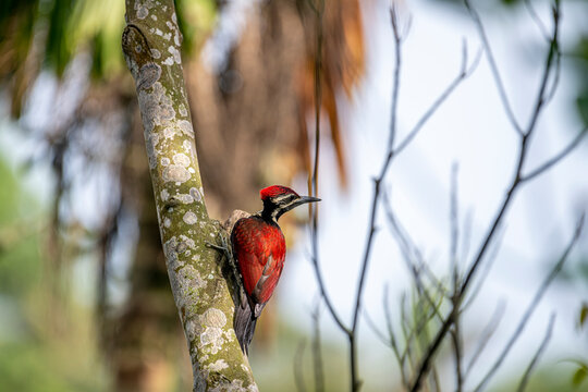 This image captures a vibrant red-backed woodpecker perched vertically on a lichen-covered tree trunk, showcasing its deep crimson back, striking black-and-white facial stripes.