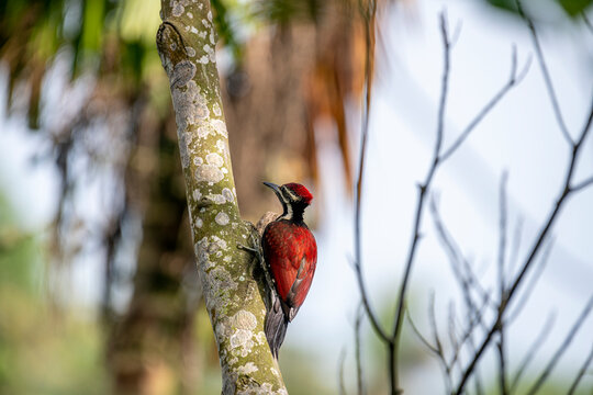 This image captures a vibrant red-backed woodpecker perched vertically on a lichen-covered tree trunk, showcasing its deep crimson back, striking black-and-white facial stripes.