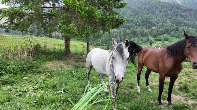 cavallo arabo 