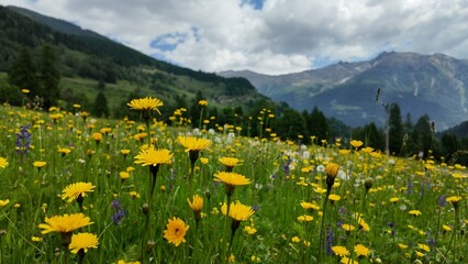 val di pejo parco dello Stelvio natura trentino  © franzdell