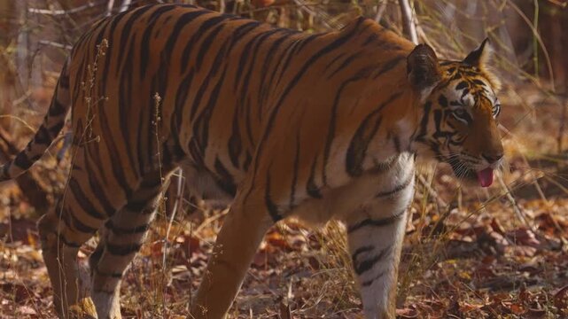 Close-up tiger reveals intricate striped pattern rippling across powerful shoulder blades&mdash;nature's perfect predator design.