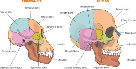 Human vs Chimpanzee Skull Anatomy Comparison Diagram © zombiu26