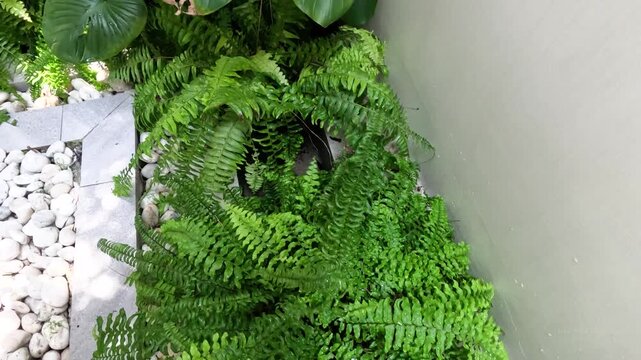 Lush Tropical Homalomena Rubescens and Ferns in an Indoor Garden