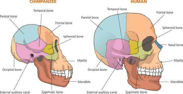 Human vs Chimpanzee Skull Anatomy Comparison Diagram
