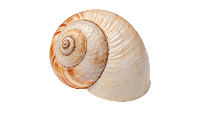 Natural empty spiral vineyard snail shell garden decoration isolated on transparent background