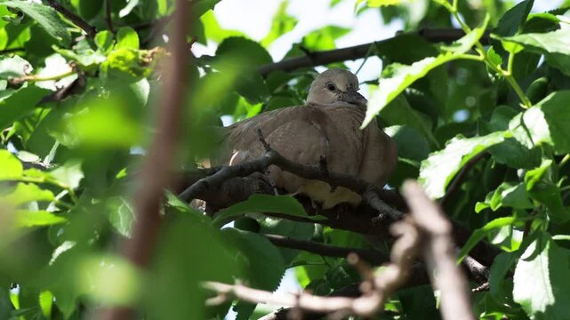 Sleepy juvenile Eurasian collared dove perched on tree branch, Streptopelia decaocto