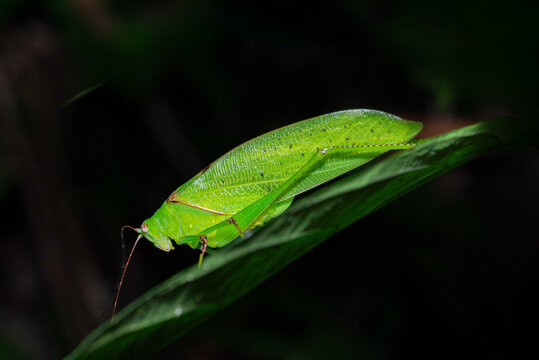 a green katydid (leaf insect/grasshopper) resting on a leaf, showing natural camouflage that mimics leaf shape and color