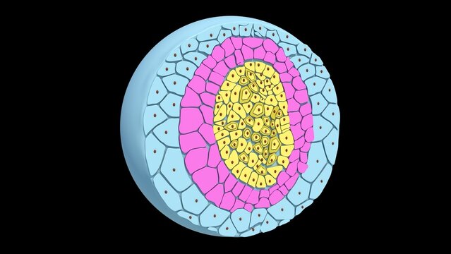 he mesoderm is the middle of the three primary germ layers in an early animal embryo (situated between the outer ectoderm and inner endoderm).