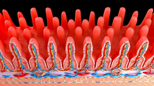 The small intestine wall is structured to maximize nutrient absorption, featuring four distinct layers (mucosa, submucosa, muscularis, serosa) and specialized modifications to increase surface area. I