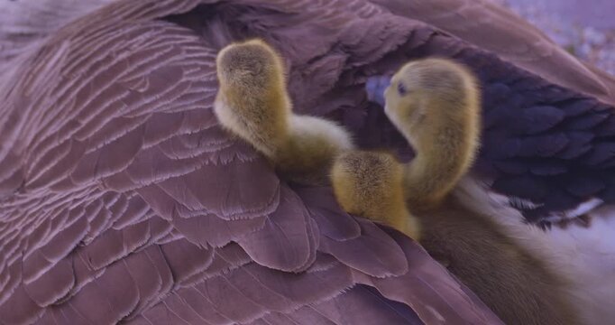 Little wee birds chicks Canadian geese in natural environment, wildlife cute lovely scene closeup view