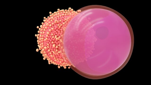The human ovum is a large, spherical, non-motile cell measuring about \(120 \text{ } \mu \text{m}\) in diameter. It consists of a central nucleus (germinal vesicle) and a nutrient-rich cytoplasm 