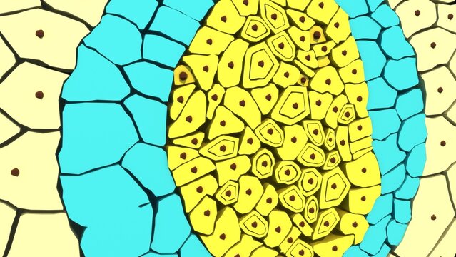 Germ layers are the three primary layers of cells&mdash;the ectoderm, mesoderm, and endoderm&mdash;that form during the early embryonic stage of gastrulation. These layers serve as the foundational building block