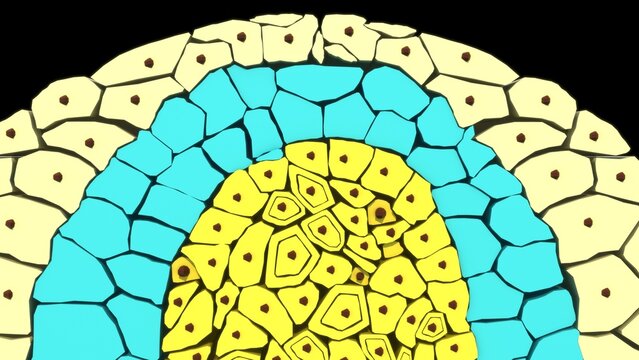 Germ layers are the three primary layers of cells&mdash;the ectoderm, mesoderm, and endoderm&mdash;that form during the early embryonic stage of gastrulation. These layers serve as the foundational building block