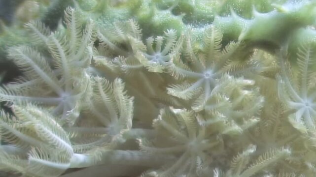Pale, feathery Xenia coral polyps sway gracefully in ocean current. These delicate marine organisms showcase vibrant, living beauty of thriving coral reef during daytime, revealing intricate life.