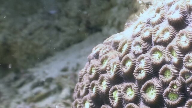 A close examination of a beautiful brain coral reveals its intricate polyp structure thriving on the seabed. Tiny particles drift gently through the sunlit water in this tranquil marine world.