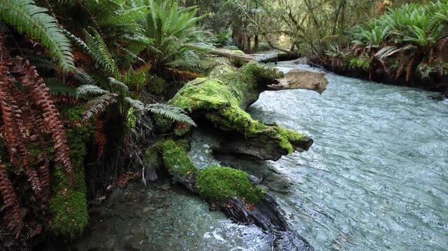 Blue streams and creeks of the Fiordland Rainforest in New Zealand