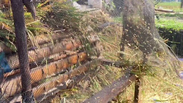 4K handheld static shot of farmers threshing rice using a homemade wooden threshing machine Authentic traditional agricultural broll capturing raw food processing and sustainable rural farming life