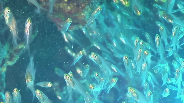 A breathtaking spectacle of translucent fish swarming in bright azure waters, navigating an intricate coral reef during a sunny day. Their synchronized movement mesmerizes.