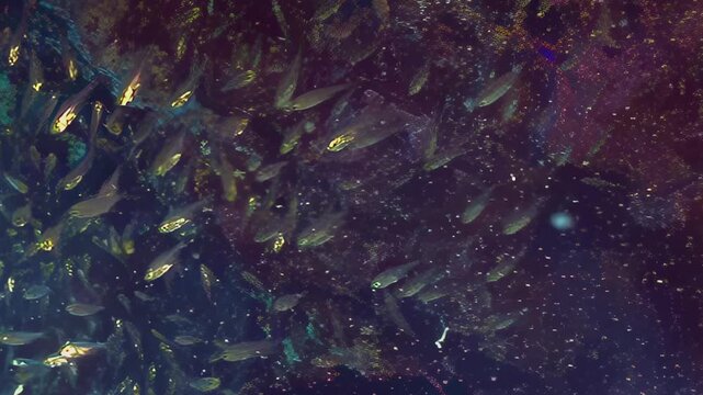 A dense school of small, radiant fish swims gracefully. They move in unison, their scales catching light amidst a colorful coral reef. The daytime underwater activity unfolds in an aquatic wonderland.