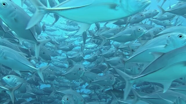 A magnificent school of tuna fish shimmers and moves as one vibrant entity in the tranquil, azure depths of the Indian Ocean, a stunning aquatic ballet.