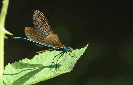 A rare male Beautiful Demoiselle Damselfly, Calopteryx virgo, perching on a leaf at the edge of a stream in the UK.
