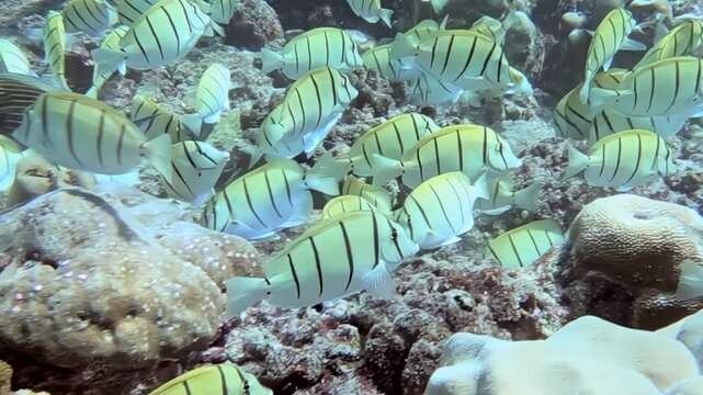A shimmering school of striped tuna gracefully navigates a pristine tropical coral reef during the day.