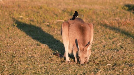 Young Kangaroo Grazing with a Willie Wagtail Perched on its Back © blueringmedia