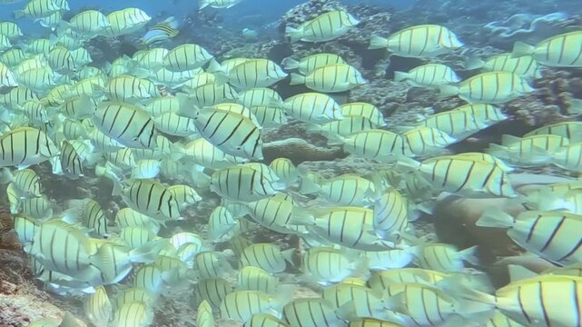 A vibrant school of striped Convict tangs gracefully glides over a sun-dappled coral reef.