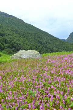 Valley of Flowers National Park with Himalayan Wildflowers in Uttarakhand India