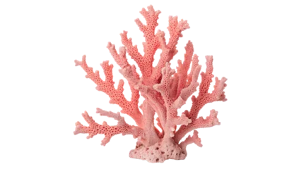 Fototapeten Korallenriff Natural red coral branch decorative sea marine life element on transparent background  © golos-png