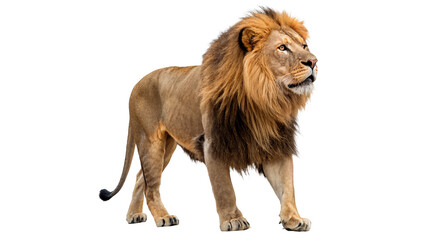 Wild powerful African lion male big cat predator animal on transparent background © PNG_MEGAStock